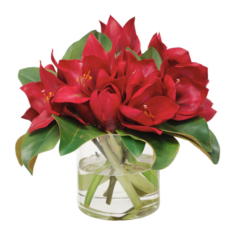 Amaryllis In Glass Vase