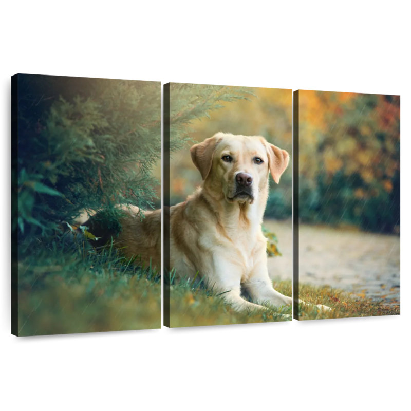 Brampt Labrador Retriever Mix, 28" H x 45" W