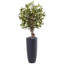Arbre d’olive artificiel 24,25" dans un pot de fleurs