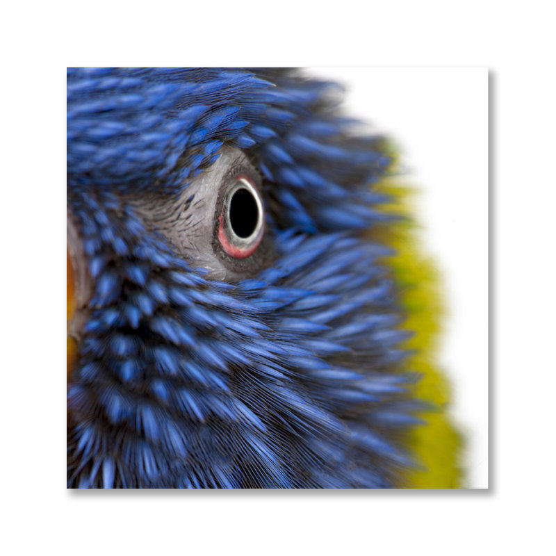 Feathery Focus - photographie sans cadre, H 24 po x l 24 po x P 1,5 po, Plastique / acrylique