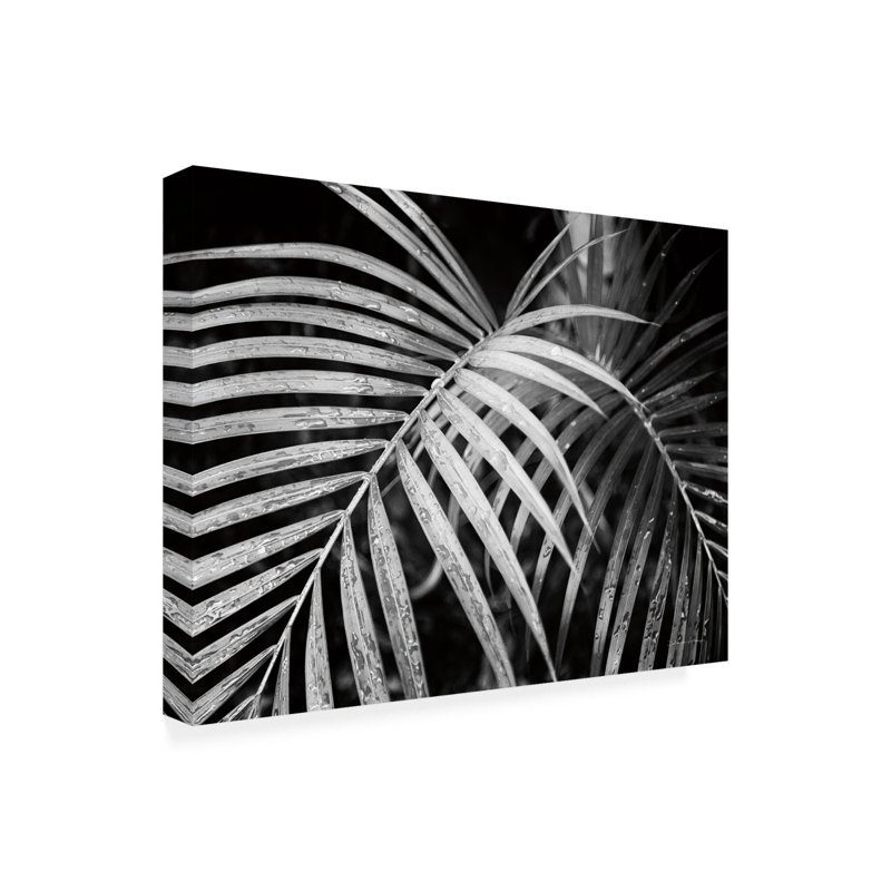 Palmier noir et blanc par Debra Van Swearingen - reproduction de photo sur toile tendue, H 24 po x l 32 po x P 2 po