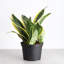 Live Laurentii Snake Plant-49662173