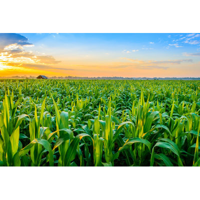 " the Corn Field " Color Photography Print