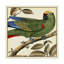 « tropical perroquet i », reproduction d’impression sur toile tendue-33425271