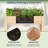 Dharmraj Wood Elevated Planter