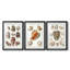 Collection de coquillages VI - impression sur mesure encadrée de qualité supérieure - 3 pièces-1714214225