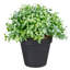 Buis artificiel vert en pot 7,5 po