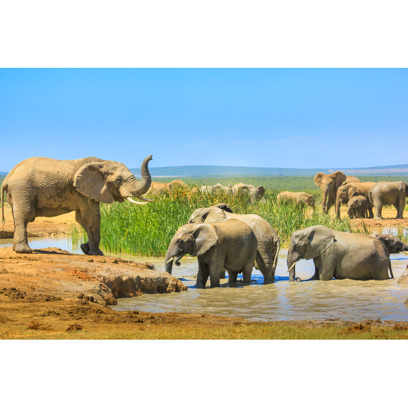 Elephants In A Poll by Bennymarty - Wrapped Canvas Print, 30cm H x 46cm W 