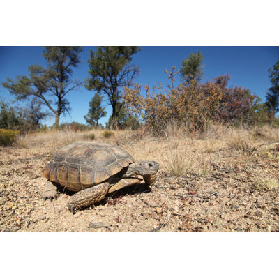 " Desert Tortoise " by Twildlife