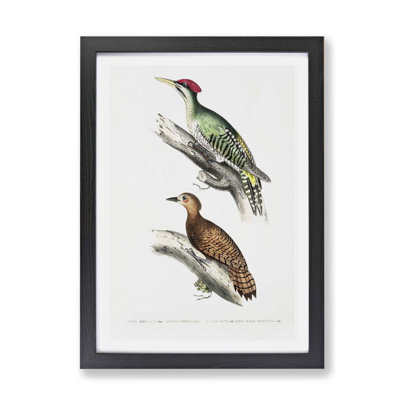 Woodpecker Illustrations by John Edward Gray - Framed Print, 45cm H x 63cm W x 2cm D, Black