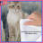 Two Cats In Grass Comforter-126737218