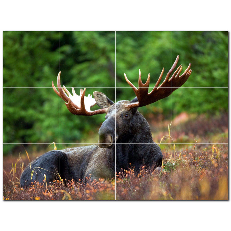 Cerf photo 8 x 8