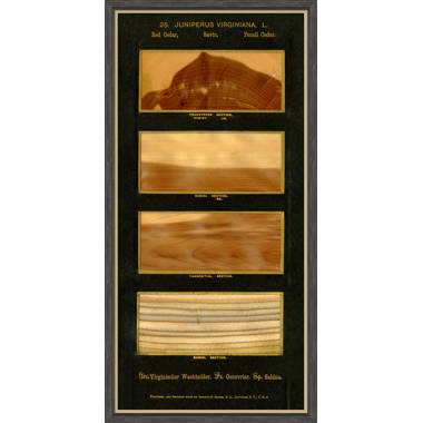 Soicher-Marin Cross Section Of Wood Veneer Cross Section Of Wood Veneer ...