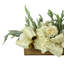Arrangement d'hortensias en pot de Racine