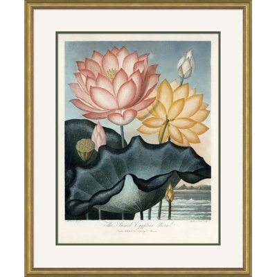 Thornton's Botanicals 4 Framed Print