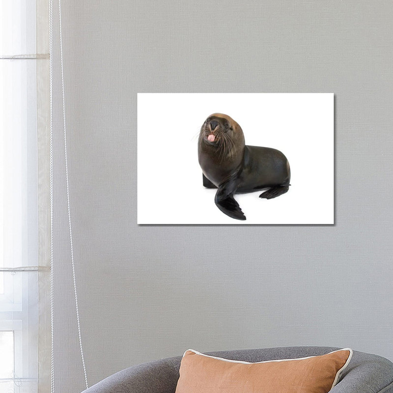 An Endangered, 12-Yr-Old Australian Sea Lion Named Malie, At The Taronga Zoo II by Joel Sartore - Wrapped Canvas Gallery-Wrapped Canvas Giclée