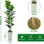 Figuier figuier artificiel 5/6 pi avec pot de fleurs, faux ficus avec tronc de bois pour la maison et le bureau-676304649-676304663