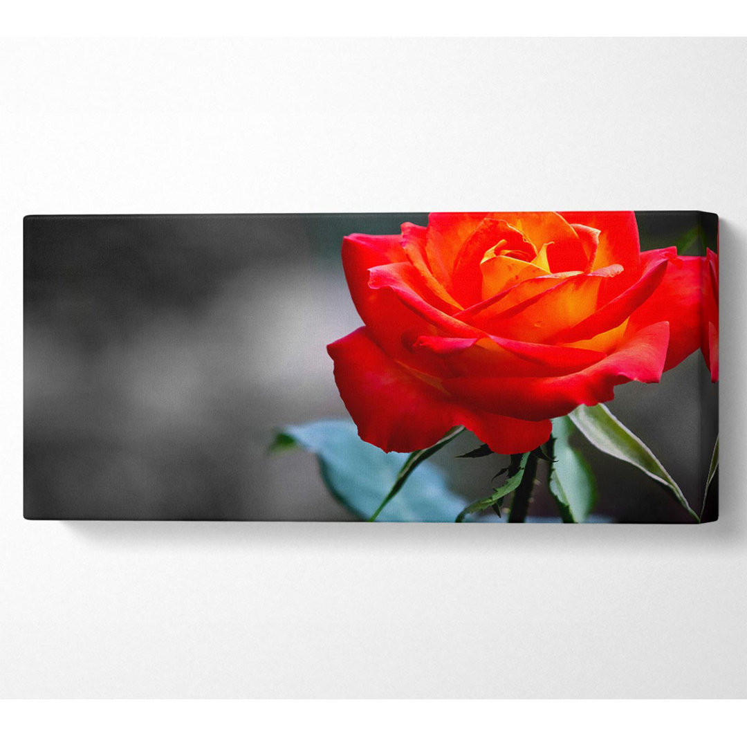 Orange Rose auf Schwarz - Kunstdrucke auf Leinwand