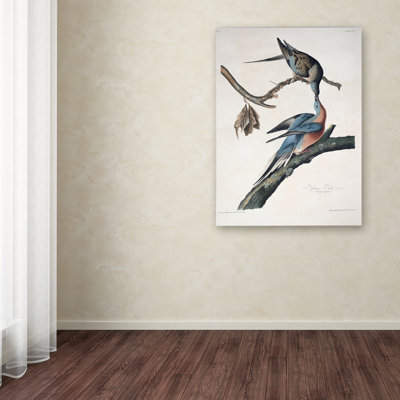«Passager Pigeon» par John James Audubon, reproduction sur toile