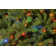 North Valley Spruce Tree with Power Connect and Dual Colour LED Lights