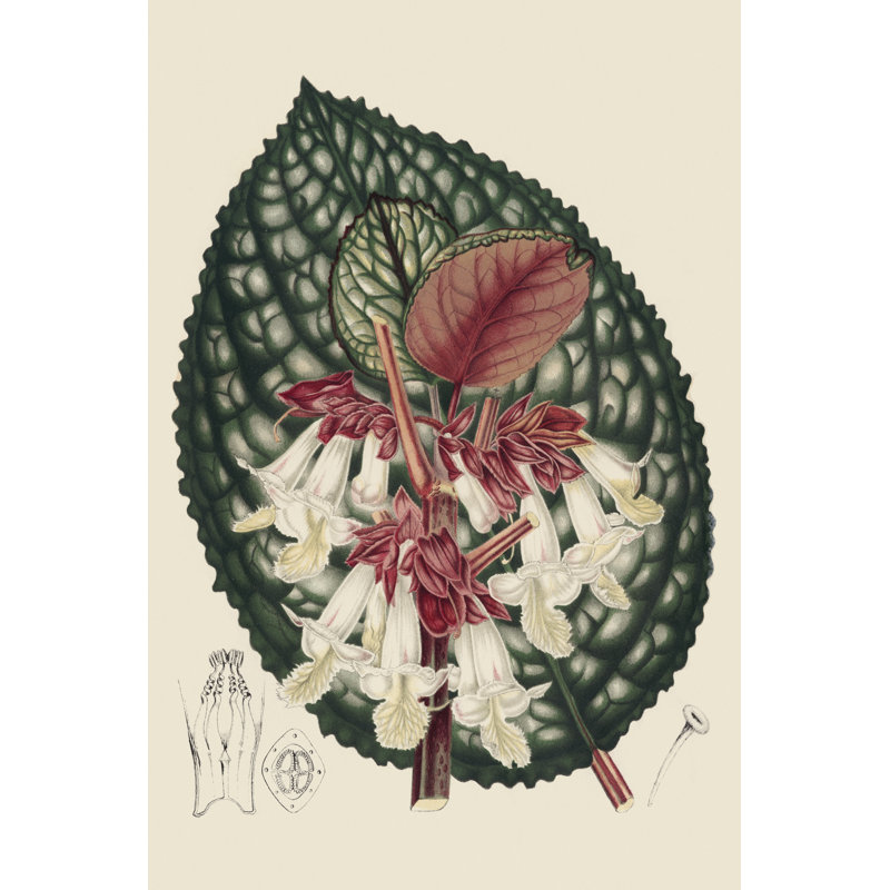 Bégonia III, H 18 po x l 12 po x P 1,25 po