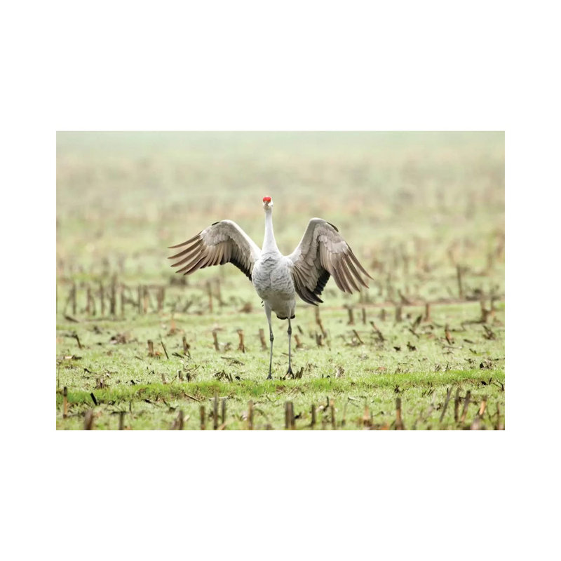 Sandhill Crane Doing Courtship Dance In A Harvested Corn Field, Cosumnes River Preserve, California, USA by Janet Horton - Wrapped Canvas Print