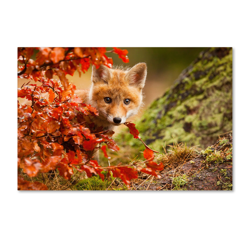 Art mural sur toile tendue - "Fox" par Robert Adamec pour décoration de salon, de chambre à coucher ou de bureau - 12 x 19