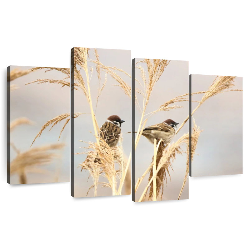 Brampt Sparrow Birds