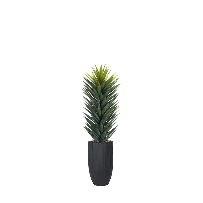 Sisalana Agave, 60 po x 22 po, Noir