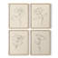 «Floral Contour Study I», ensemble de 4 encadrées-1085817104-1085817199