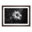 Geranium Flower in Abstract - Framed Print-55726983-55726984