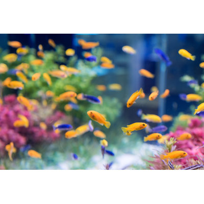 " Tropical Fishes " by Victorn