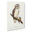 Delicate Owl by Charles DOrbigny - Wrapped Canvas-55342546