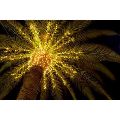 Crown Of Palm - Wrapped Canvas Print