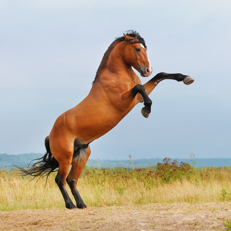 Bay Horse - Wrapped Canvas Print, 122cm H x 122cm W x 3.8cm D