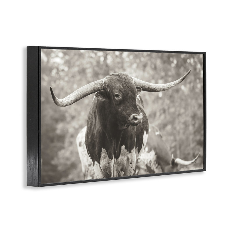  «Longhorn's Gaze», estampe numérique de Nathan Larson, H 12 po x l 18 po, Giclée encadrée noir minuit