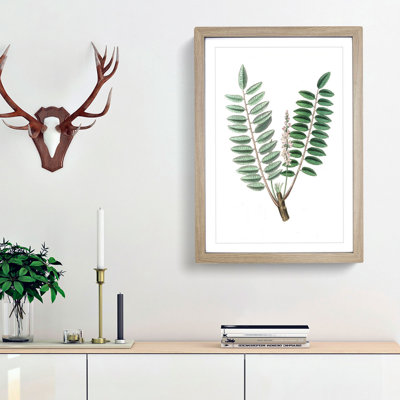 Indian Frankincense Flowers Illustration - Framed Print