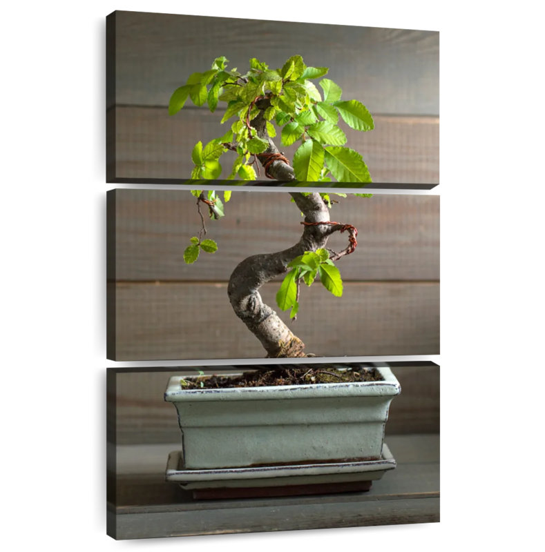 Harnek Bonsai Tree In A Pot