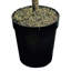 Faux eucalyptus en pot Locksley 72 po
