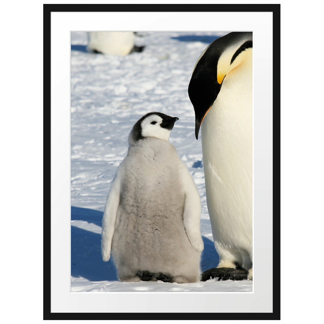 Gerahmtes Poster Kaiserpinguin mit Küken