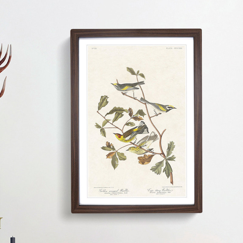 Warbler Birds by John Audubon - Picture Frame Painting Print, 36cm H x 27cm W x 2cm D, Walnut Framed