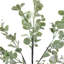53 plantes