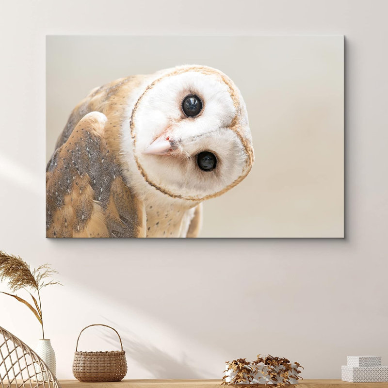 Oiseau, animaux, chouette blanche avec une tête torsadée, H 12 po x l 18 po