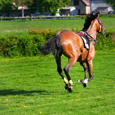 «Horse Racing Accident» par Tomml