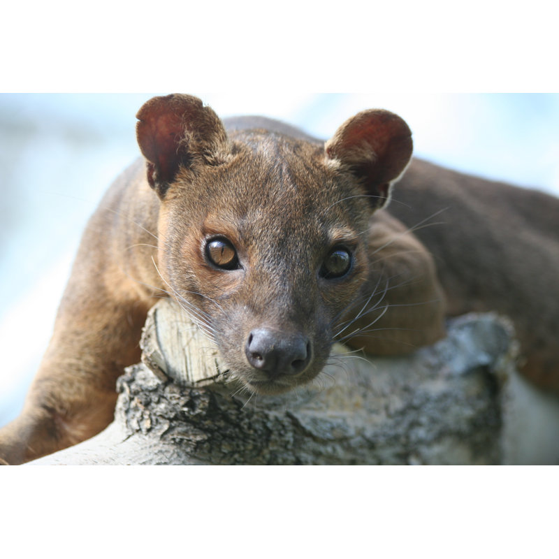 Fossa Staring - Wrapped Canvas Print, 30cm H x 46cm W x 3.8cm D