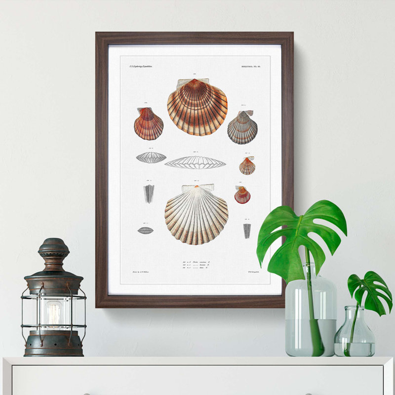 Clam Shells by A.A. Gould - Picture Frame Painting Print, 65cm H x 48cm W x 2cm D, Walnut Framed