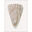 Sea Shell 10 Print-1409712875-1409712855