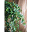 Branche de douille de vigne à feuille de schefflera artificielle