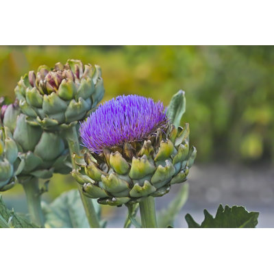 " Blossom Of An Artichoke "