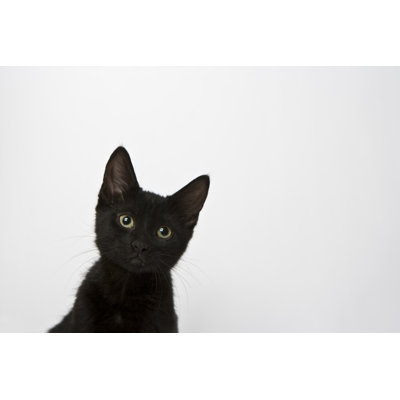 Black Kitten Looking Into Camera by Michellegibson
